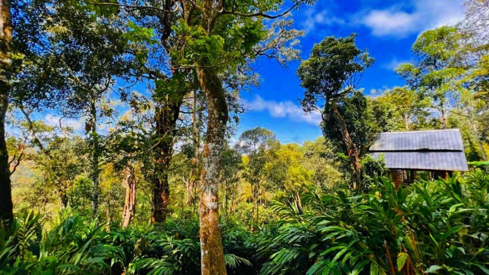 Bamboo Dale Resort, Munnar Luaran gambar